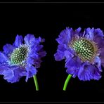 Blaue Skabiose (Scabiosa caucasica), Knopfblume