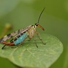 Blaue Skorpionsfliege (Panorpa communis ssp.daubanii)