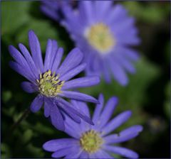 blaue Sonne - mit schmalem Rahmen ...