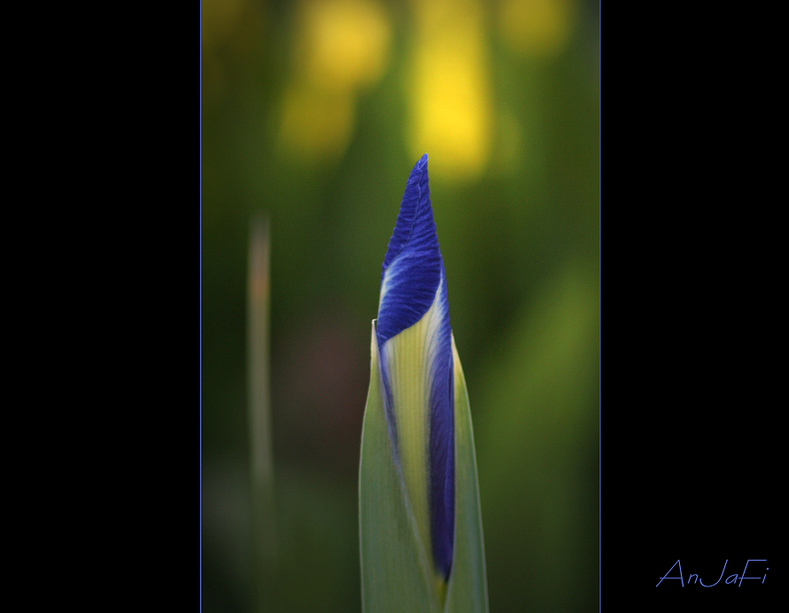 blaue Speerspitze