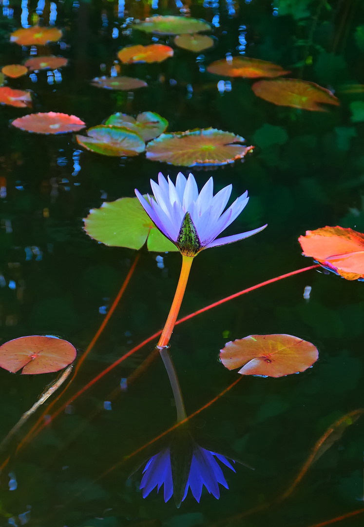 Blaue Spiegelung