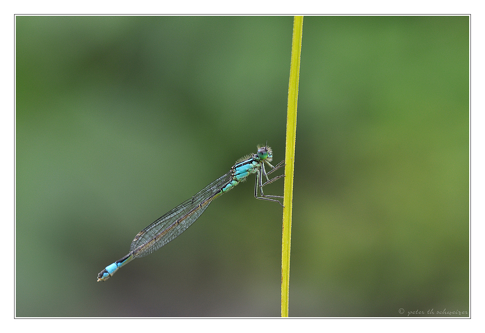 blaue Stablibelle