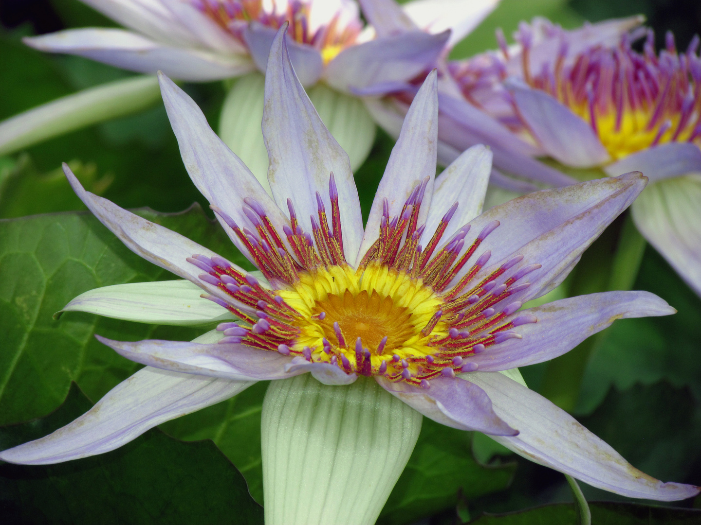 Blaue Stachelseerose, Euryale ferox, Blüte in Nahaufnahme