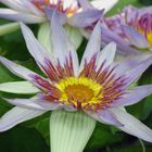 Blaue Stachelseerose, Euryale ferox, Blüte in Nahaufnahme