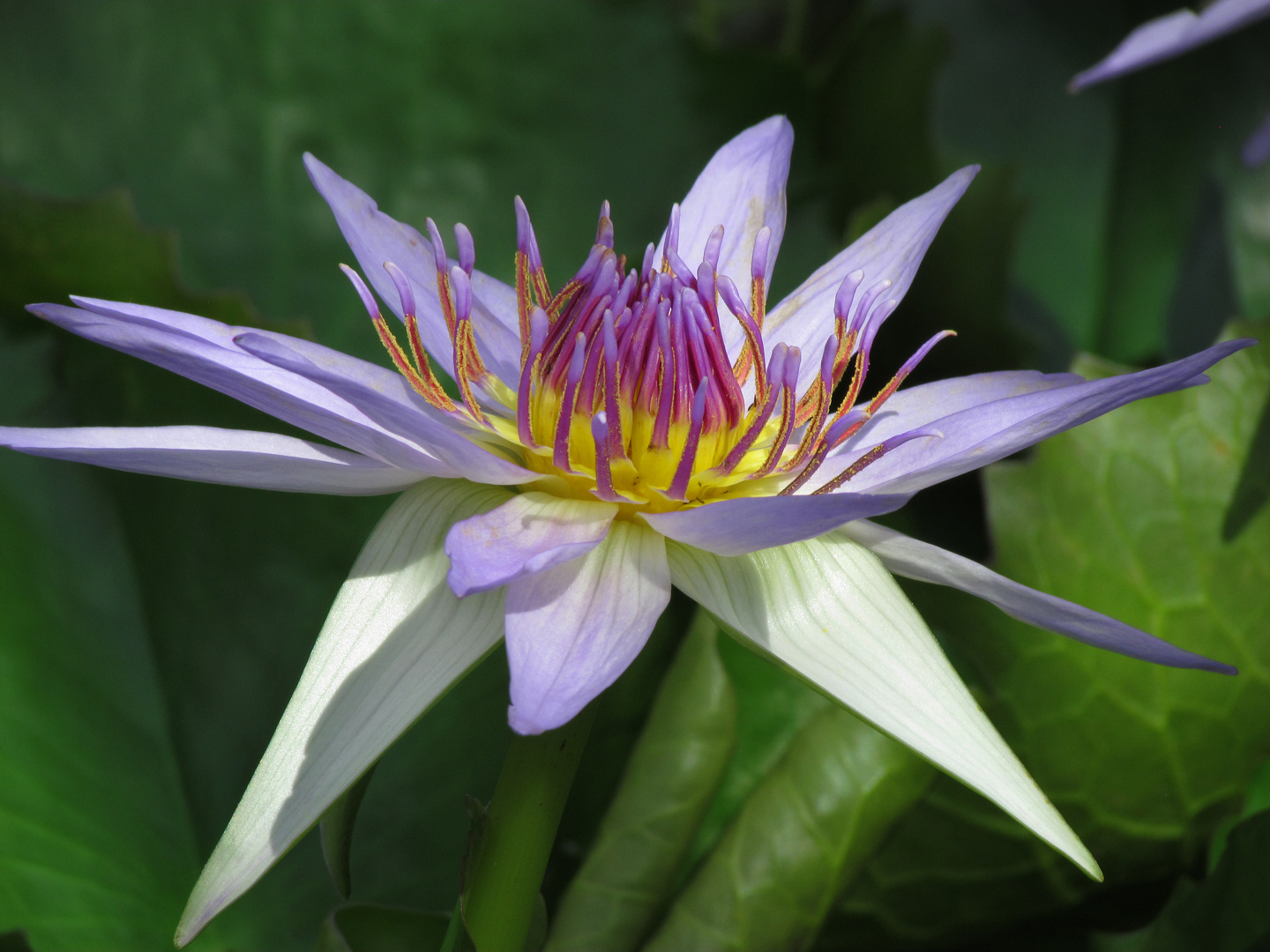 Blaue Stachelseerose, Euryale ferox, Blüte in Nahaufnahme