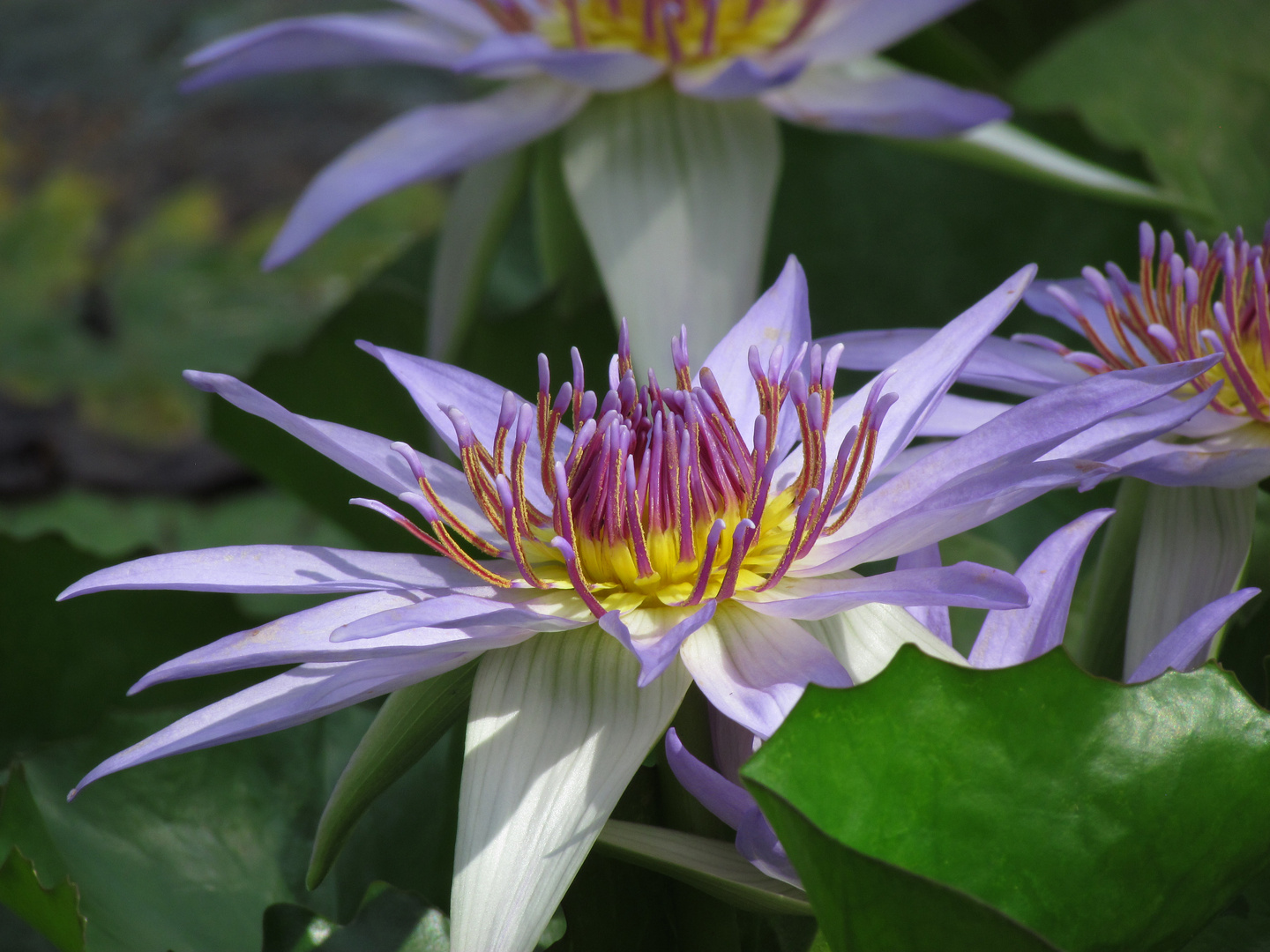 Blaue Stachelseerose, Euryale ferox, Blüte in Nahaufnahme