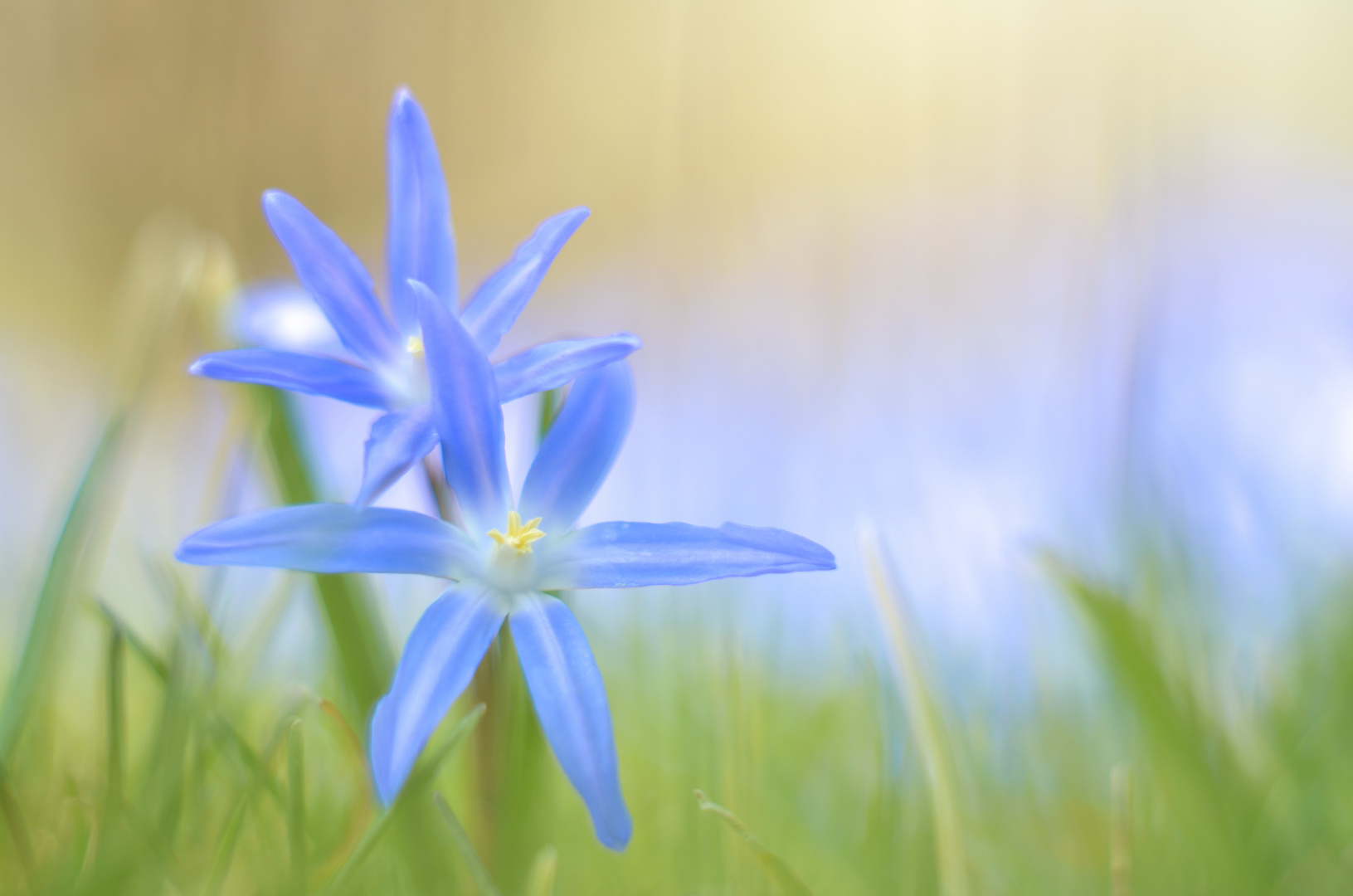 Blaue Sternblume