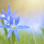 Blaue Sternblume