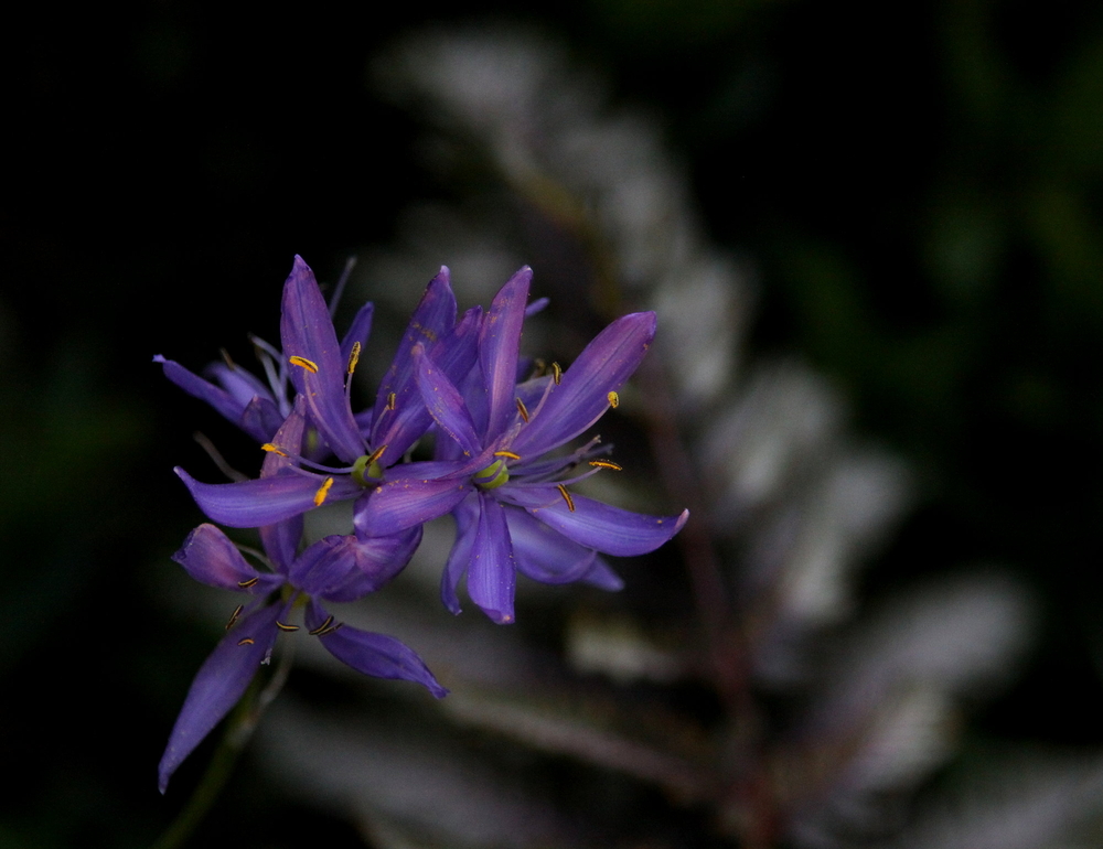 blaue Sternchen