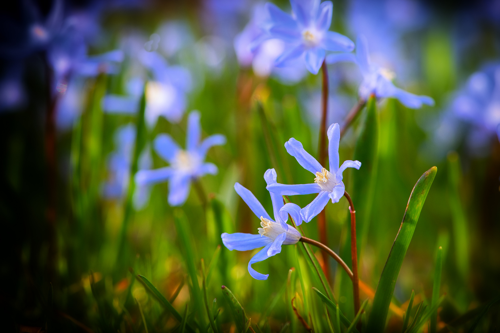 Blaue Sternchen