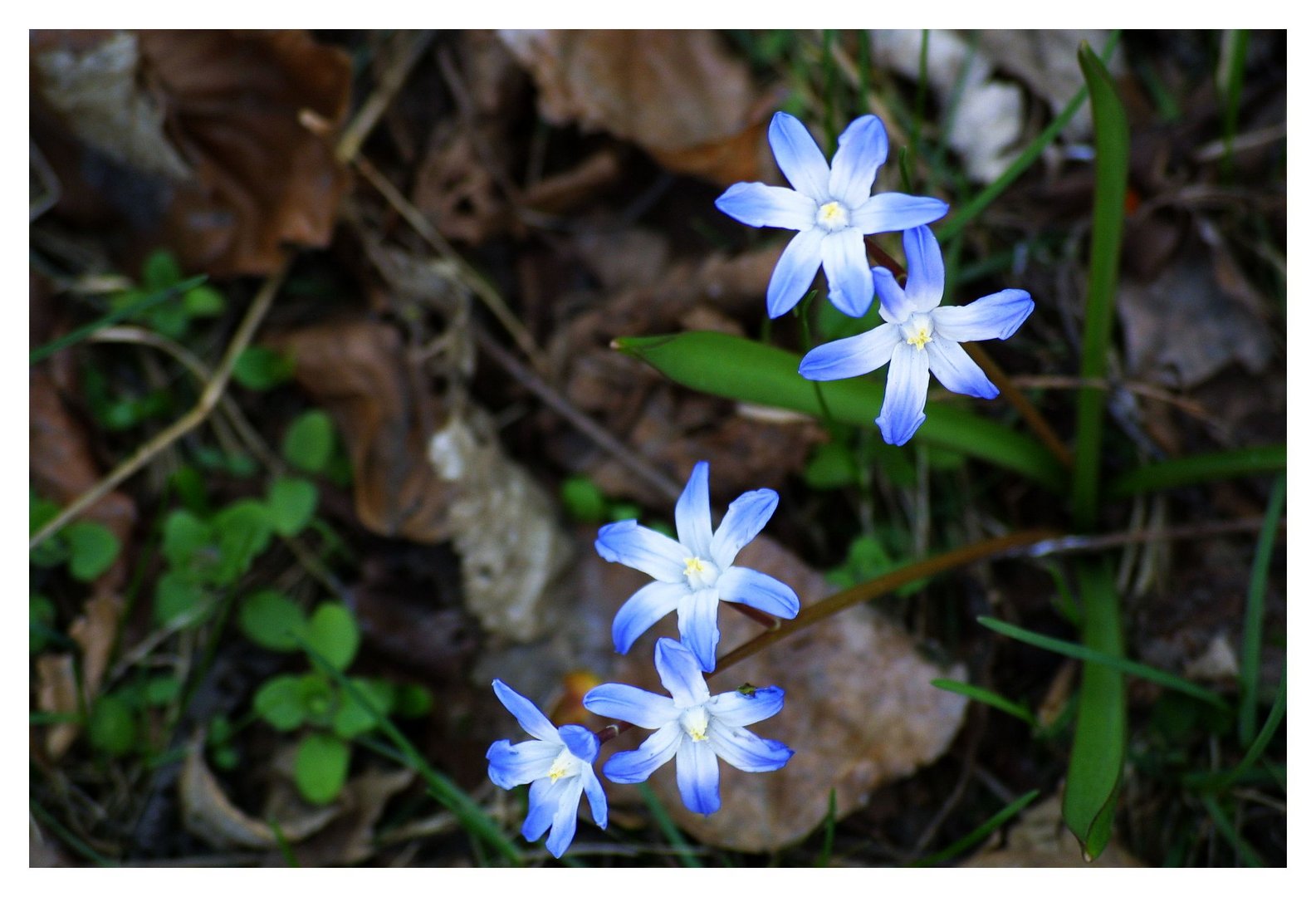 Blaue Sternchen