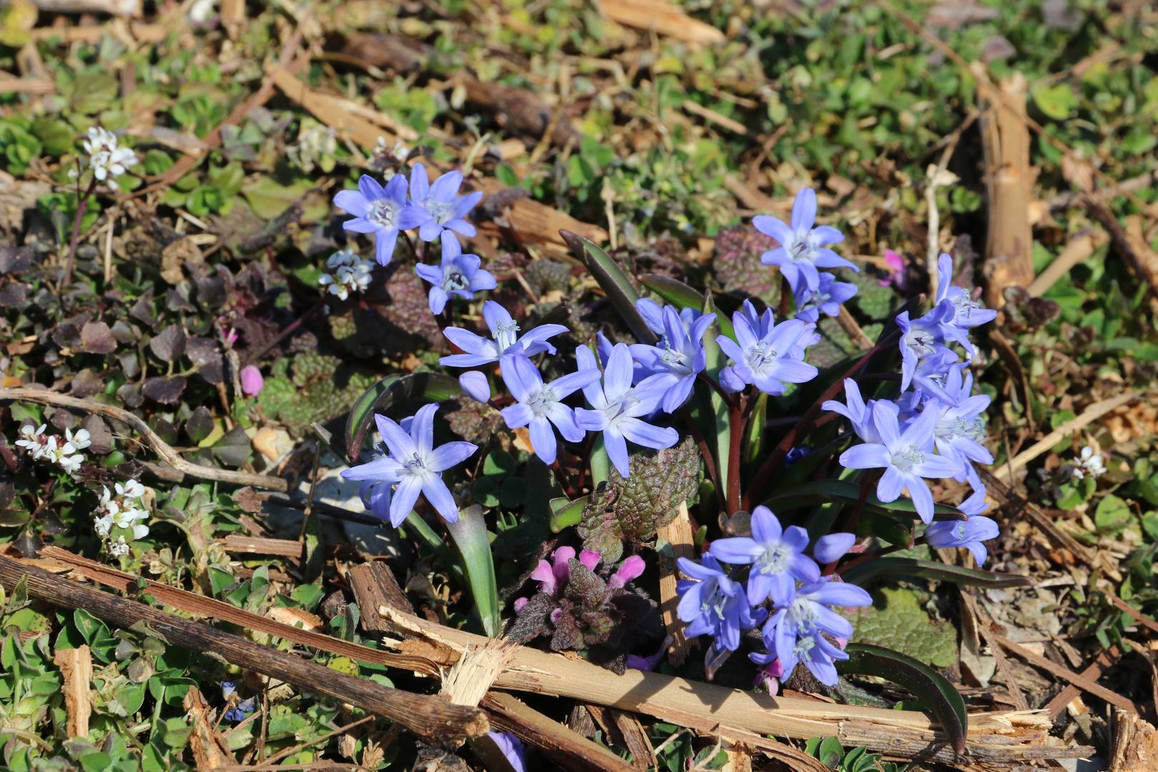 Blaue Sternchen 