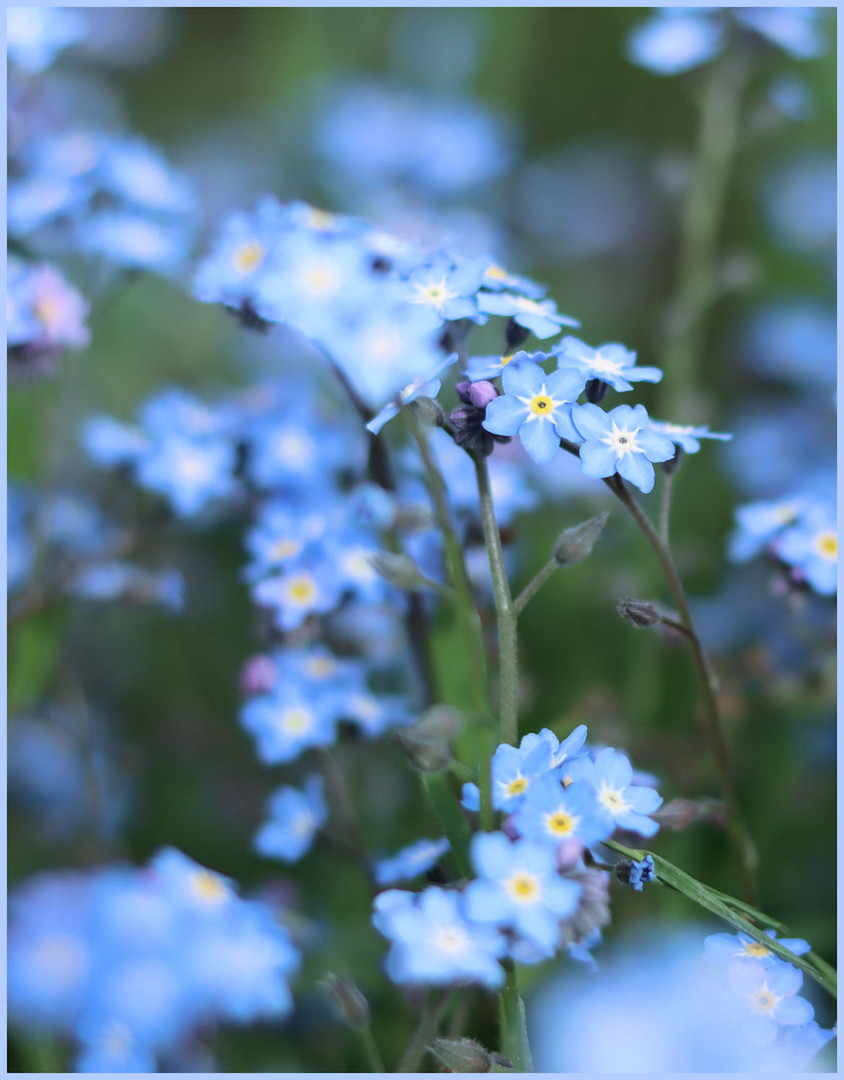 blaue sternchen