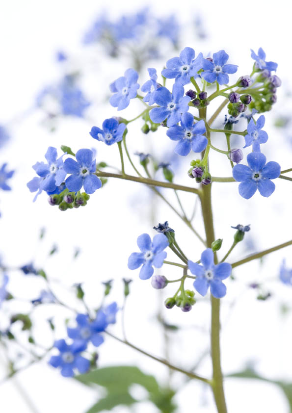 Blaue Sternchen, die meine Sehnsucht tragen.