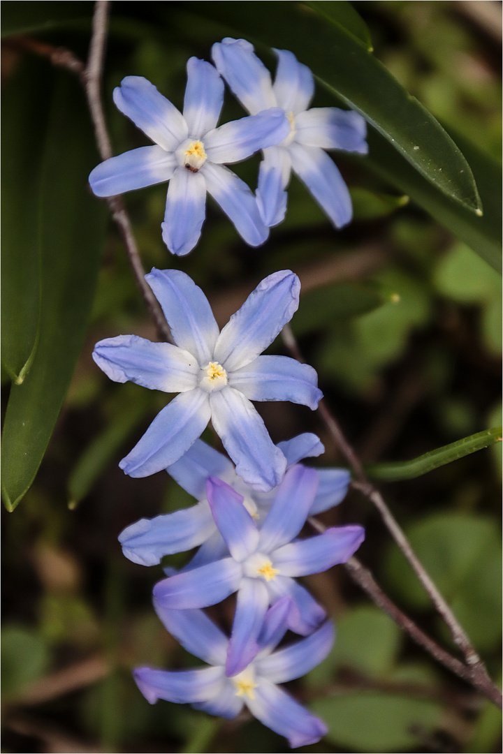 Blaue Sterne 1