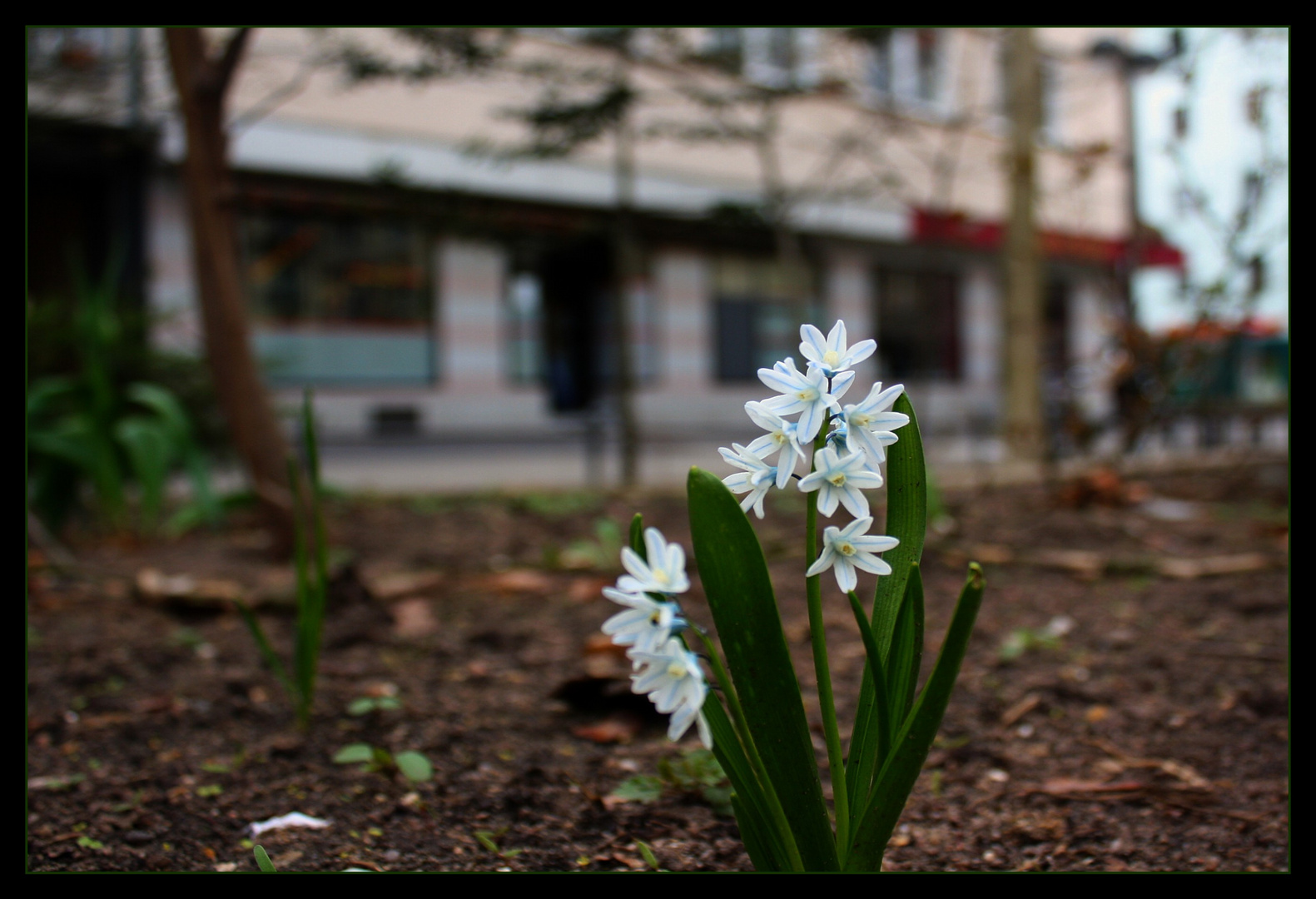 blaue Sterne