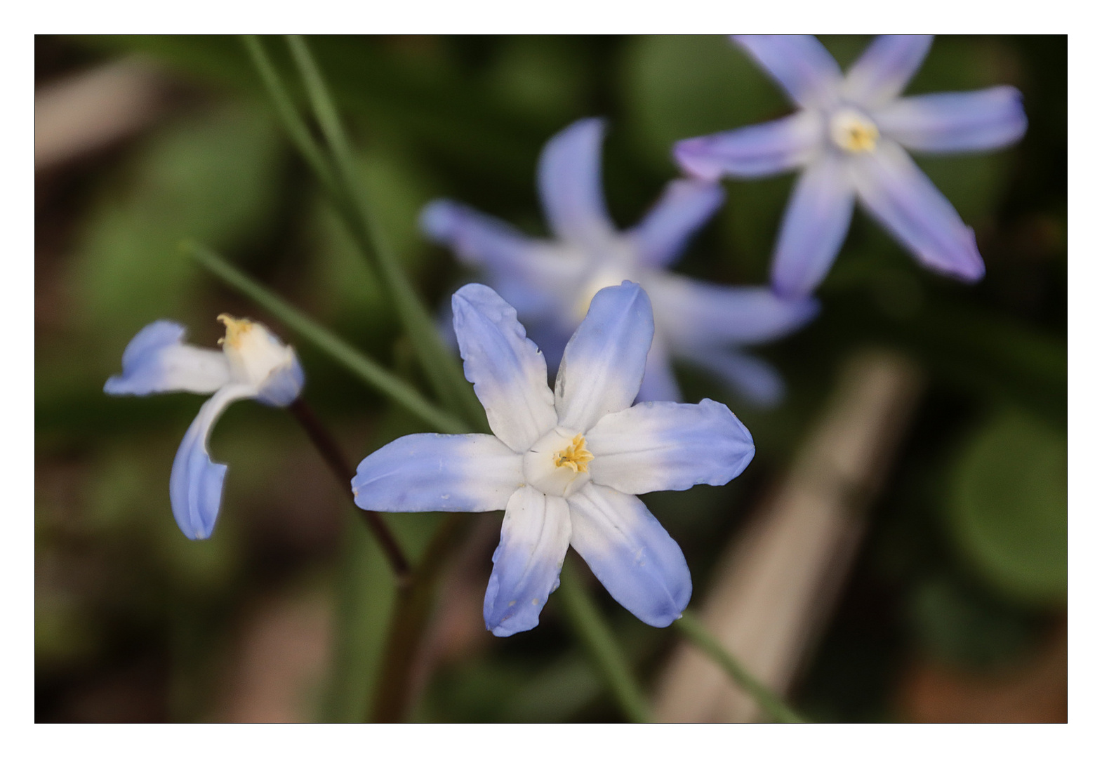 Blaue Sterne