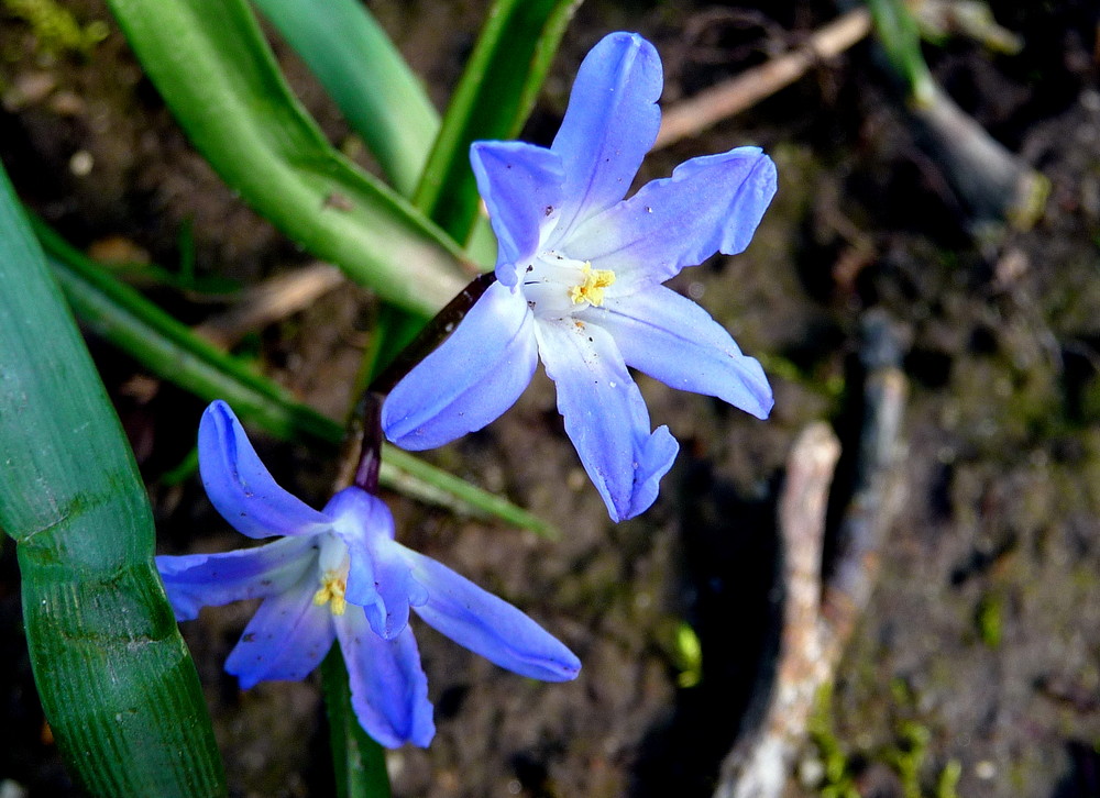 Blaue Sterne