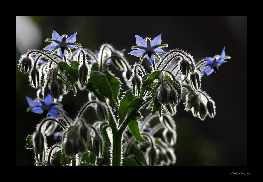 blaue Sterne