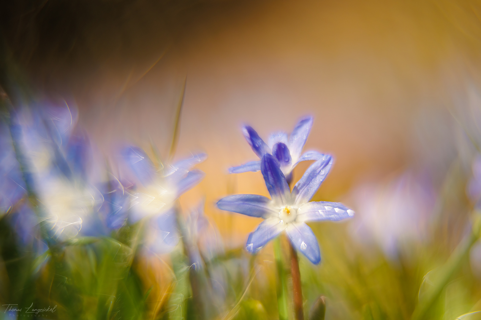 Blaue Sternhyazinthe 