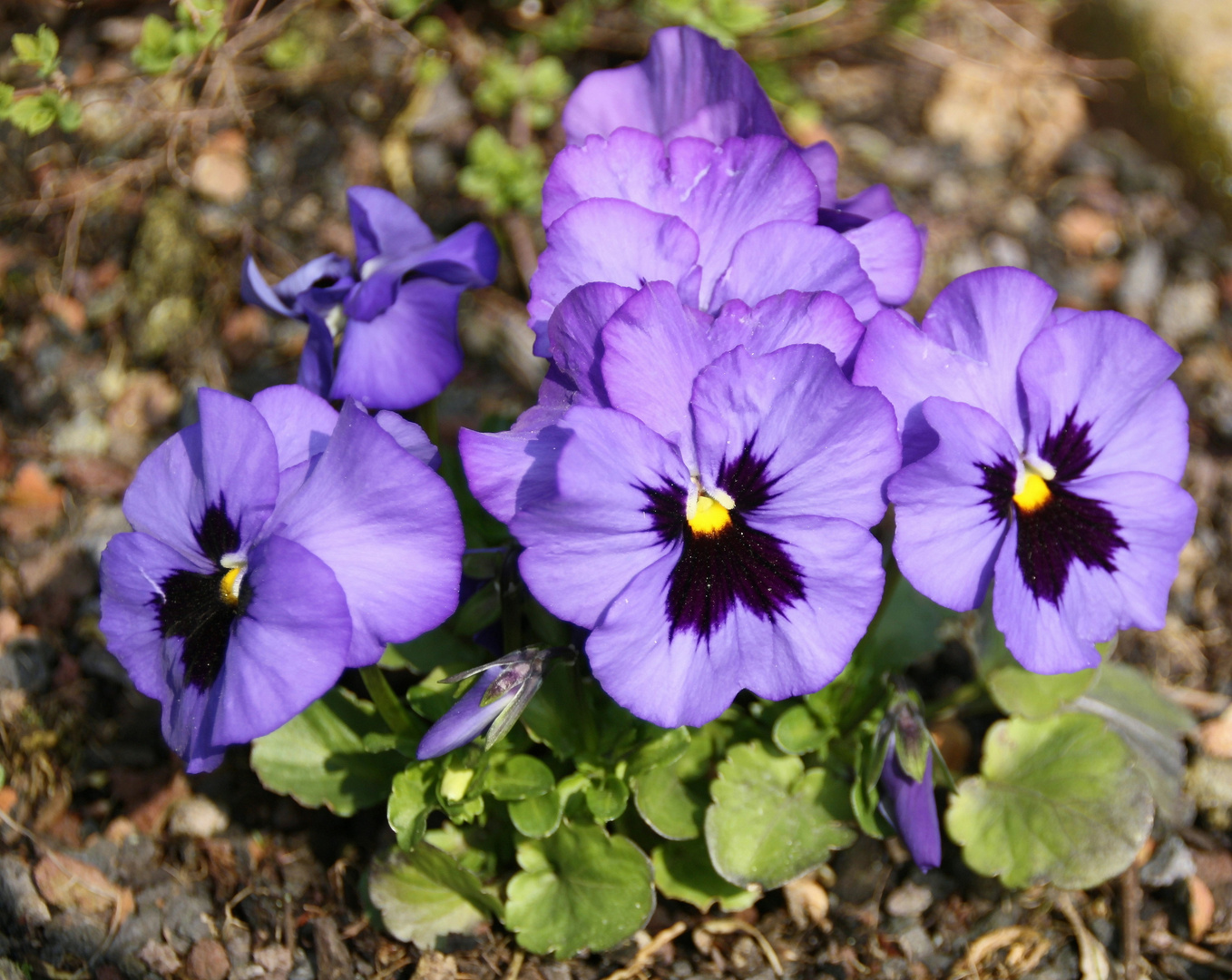 blaue Stiefmütterchen