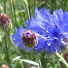 Blaue Strohblumen