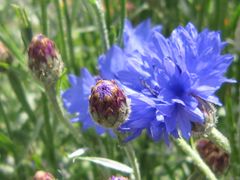 Blaue Strohblumen