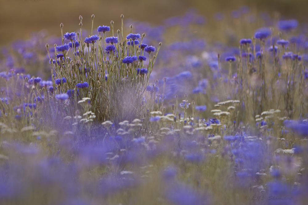 blaue Stunde