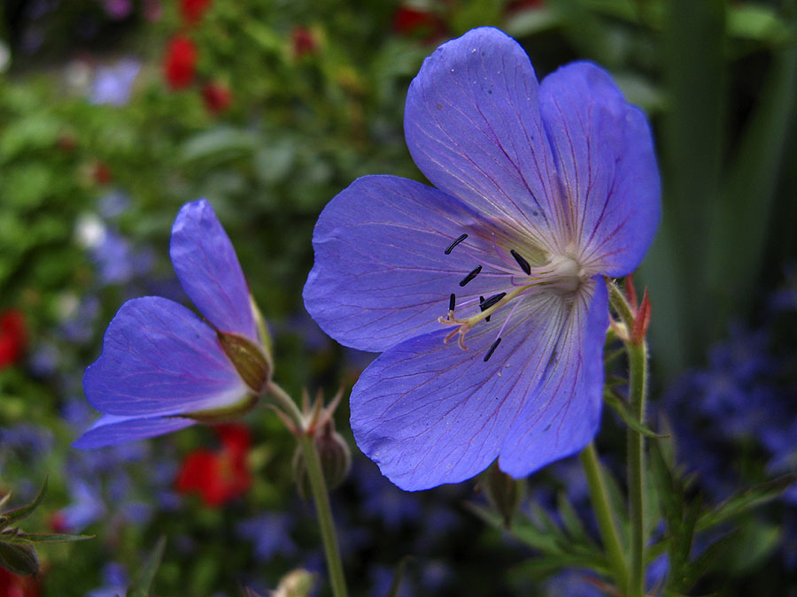 Blaue Stunde