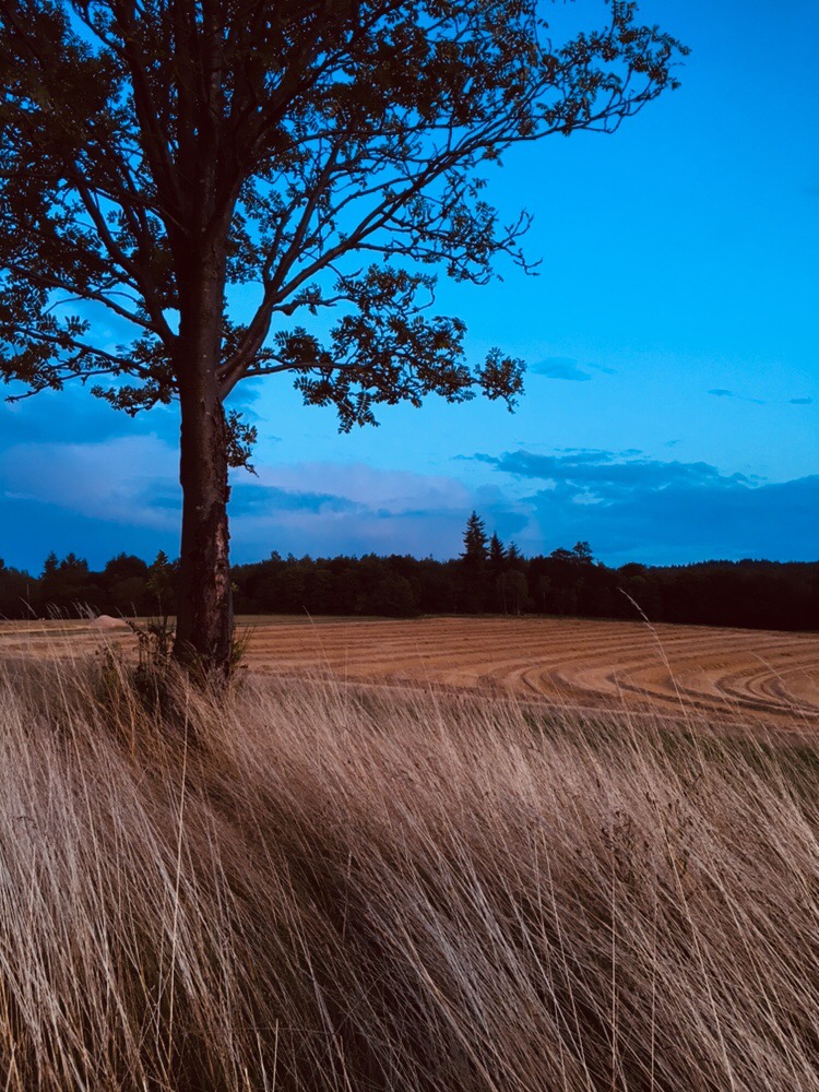 Blaue Stunde 