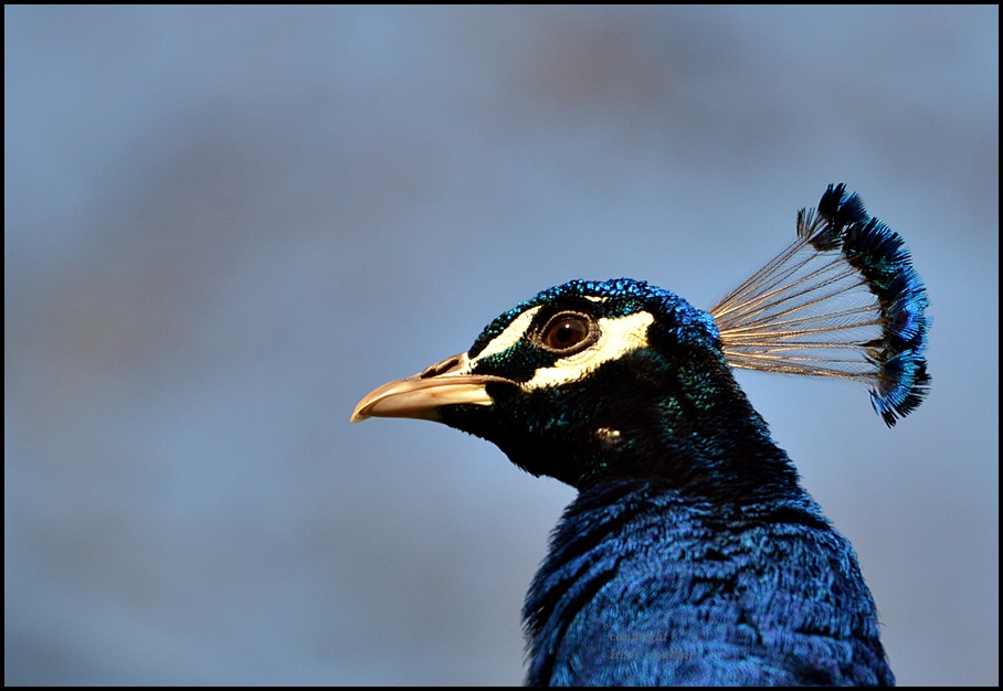 Blaue Stunde !!!!