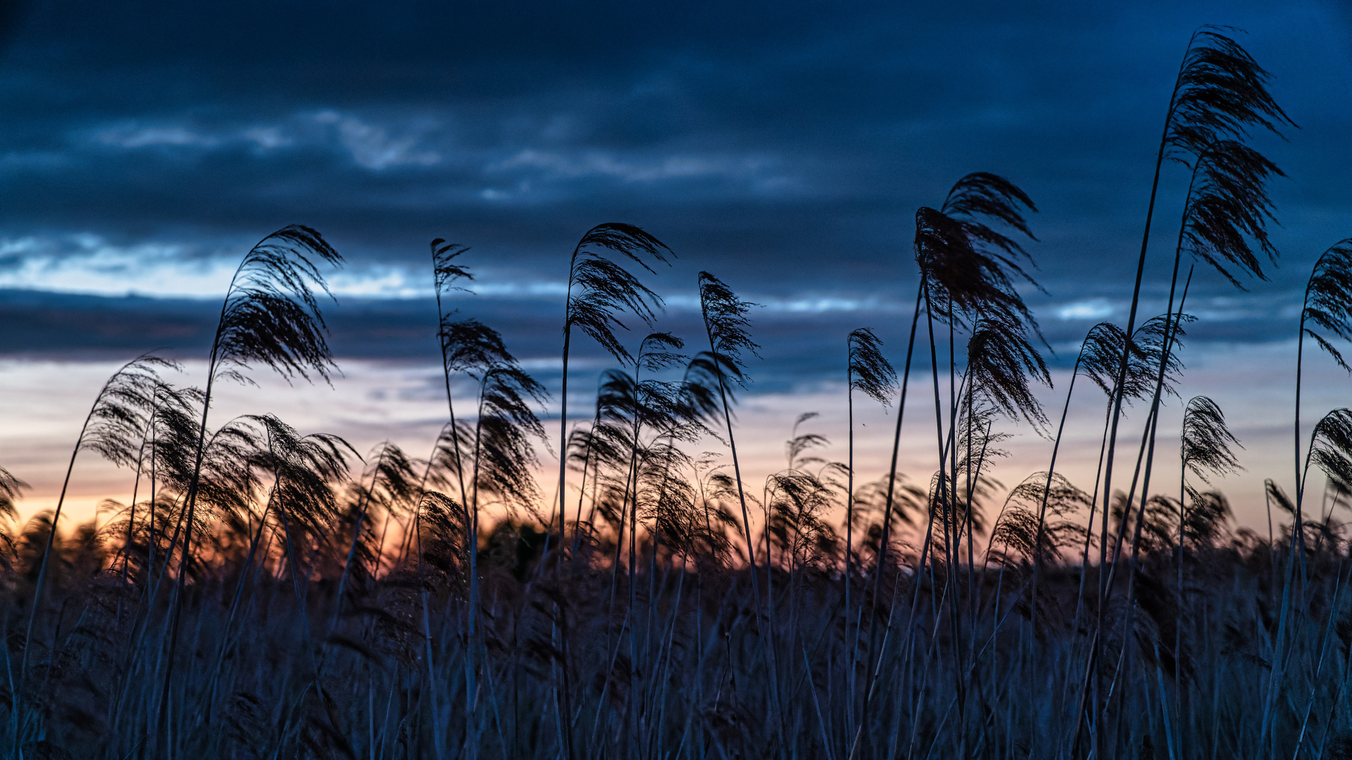 Blaue Stunde am Federsee