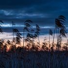 Blaue Stunde am Federsee