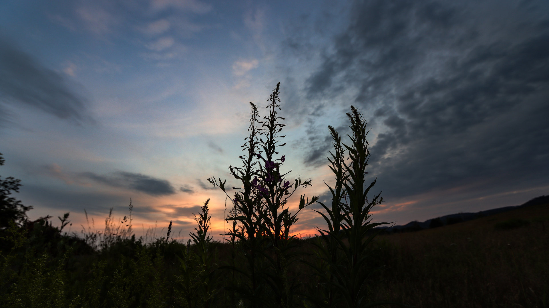 Blaue Stunde am Feldrand