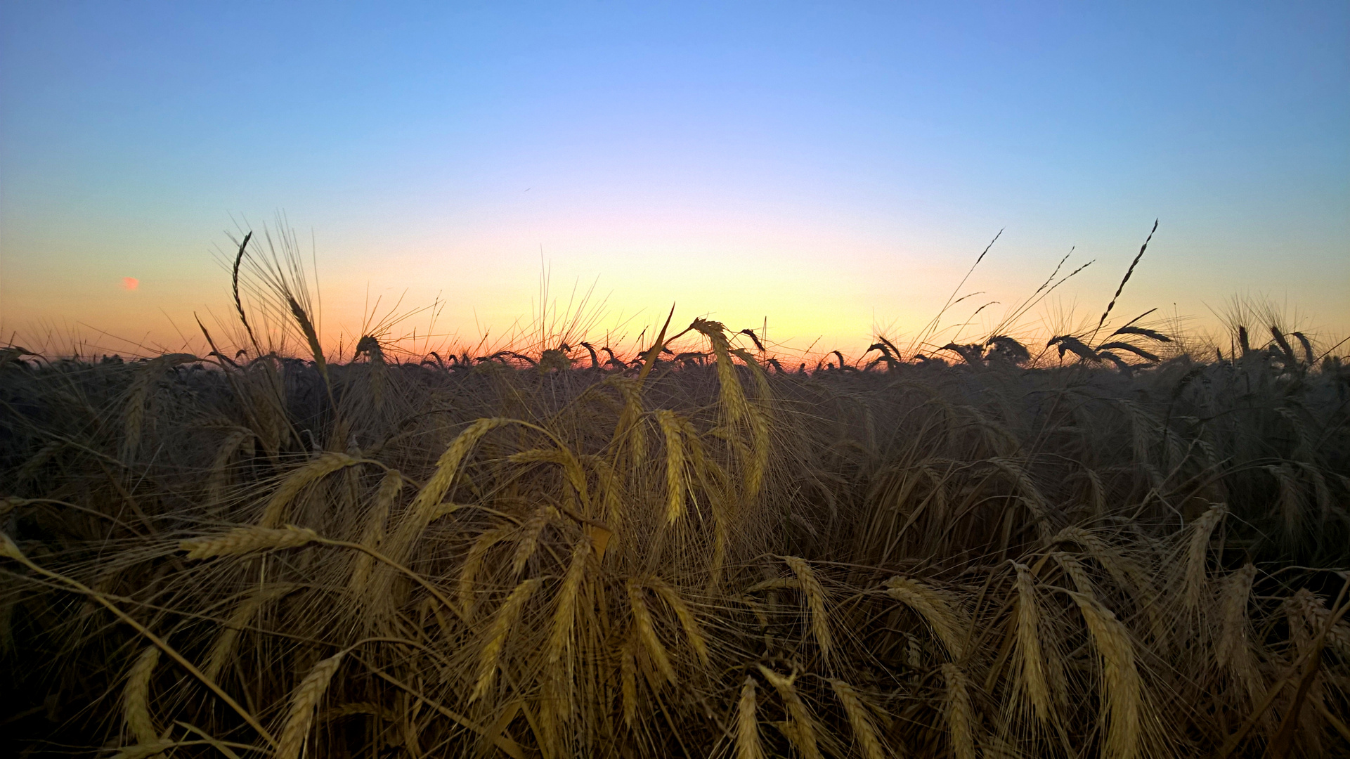 Blaue Stunde am Kornfeld