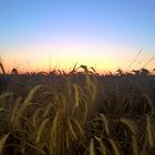 Blaue Stunde am Kornfeld