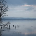 Blaue Stunde am Steinhuder Meer