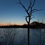 Blaue Stunde am Tibaum