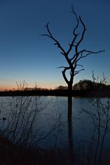 Blaue Stunde am Tibaum