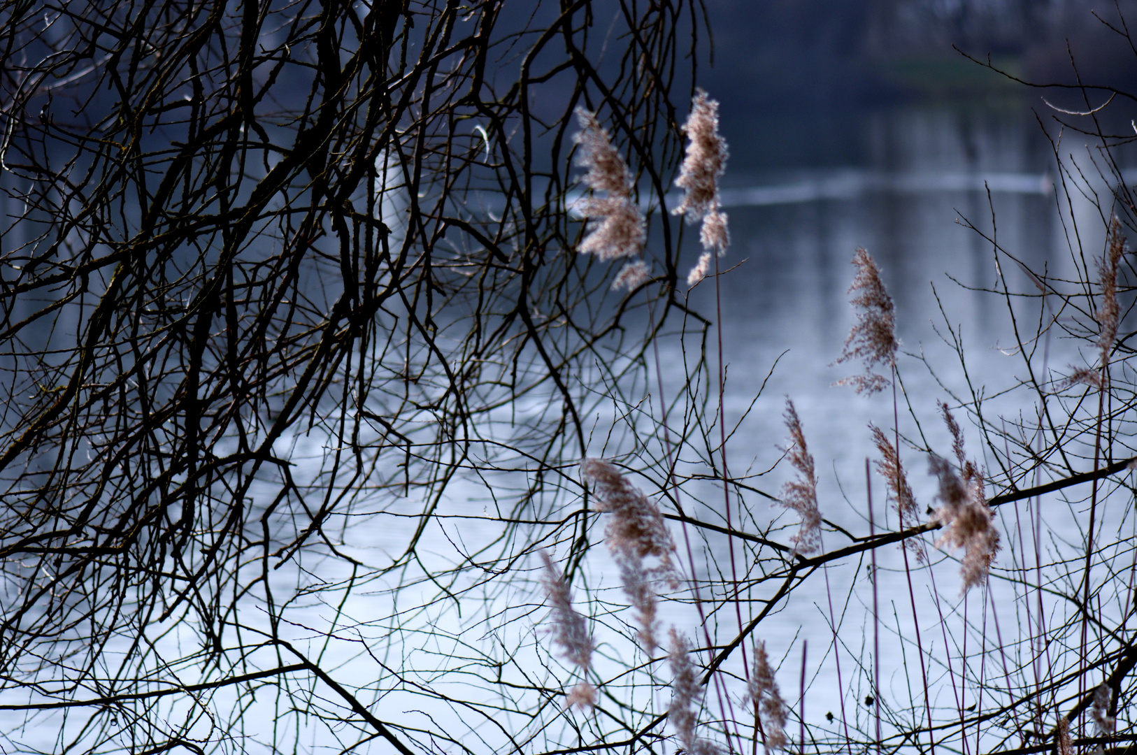 blaue Stunde am Waldsee ........