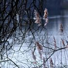 blaue Stunde am Waldsee ........