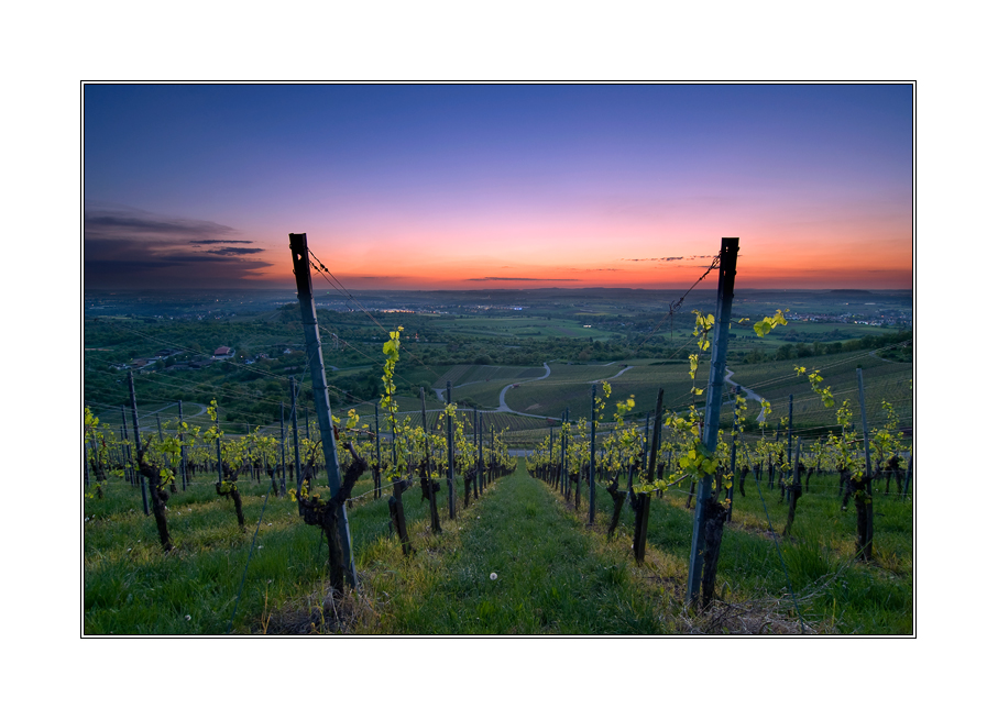 Blaue Stunde am Weinberg