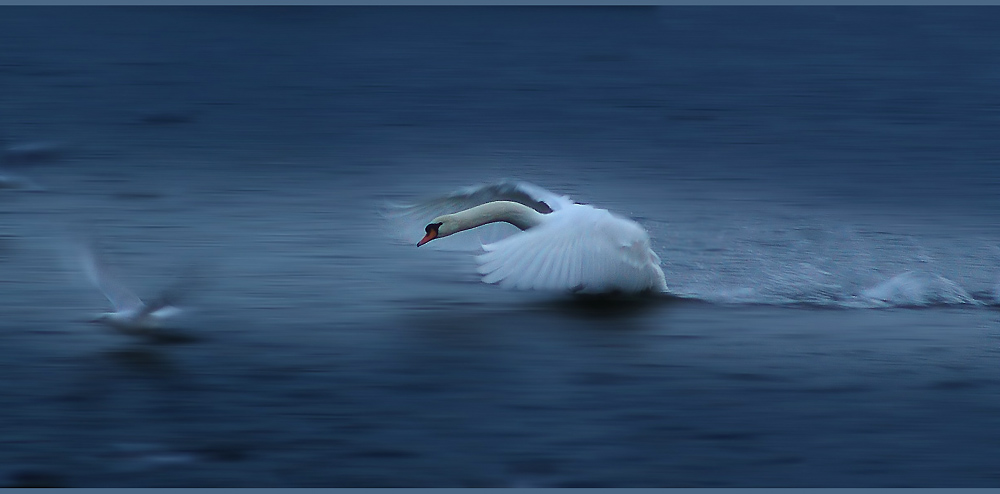 blaue Stunde an der Donau