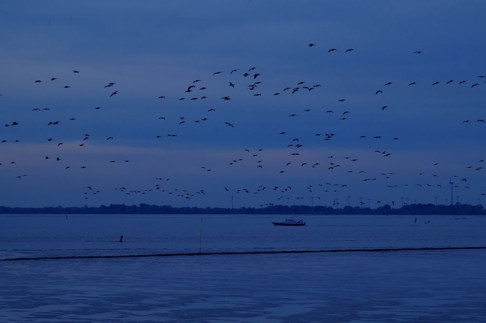 blaue Stunde an der Elbe