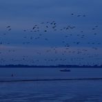 blaue Stunde an der Elbe