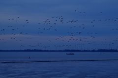 blaue Stunde an der Elbe