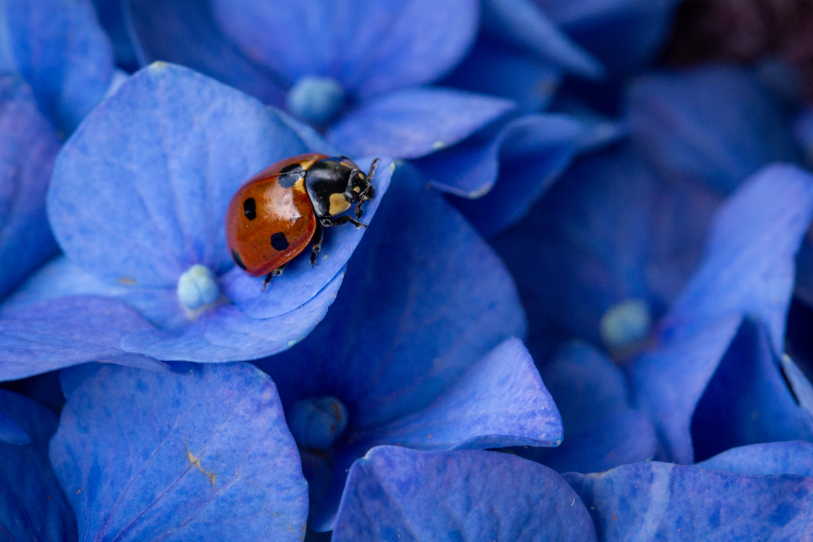 Blaue Stunde