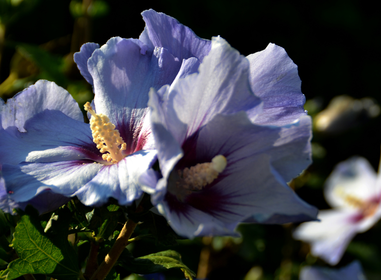 blaue Stunde - blaue Blüte