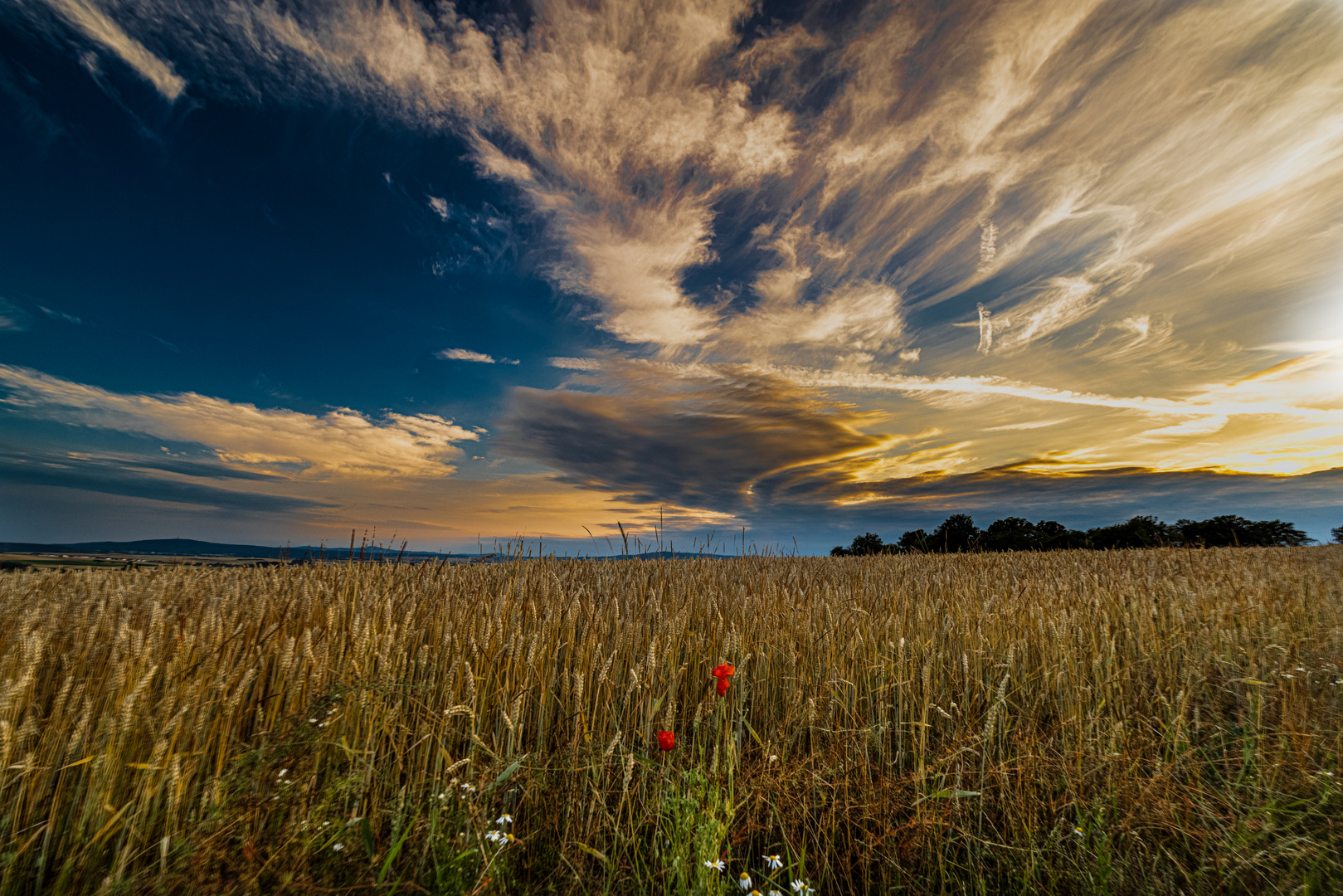 Blaue Stunde im Feld