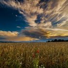 Blaue Stunde im Feld